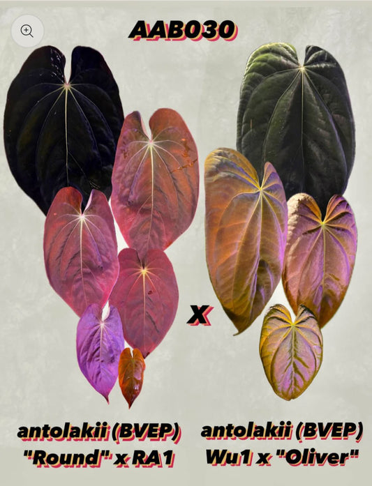 Anthurium Antolakii (BVEP)  ,,Round x RA1'' x Anthurium Antolakii (BVEP) „Wu1 x Oliver''