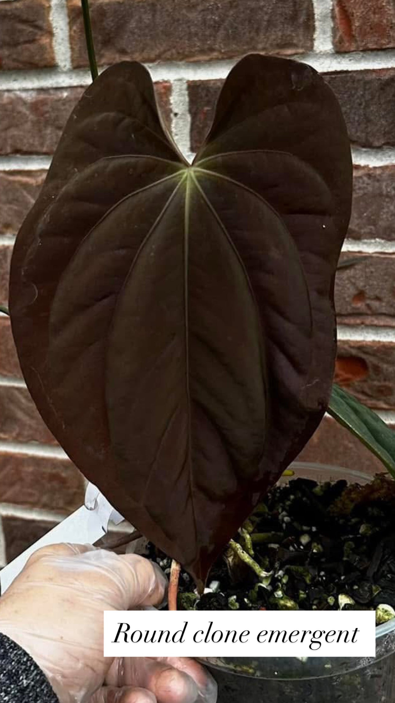Anthurium Antolakii Round x Antolakii (Felix x Round)