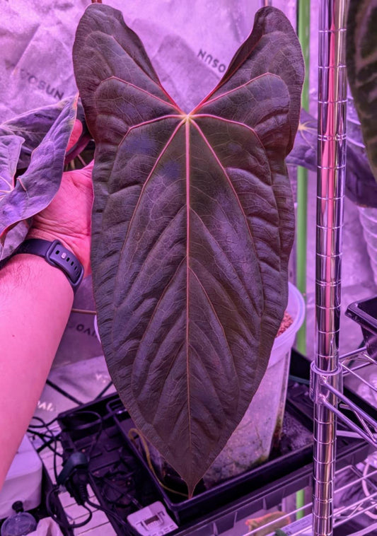 Anthurium  FSRL (Jay Vannini)  x Anthurium Tezula Pandemonium BB1