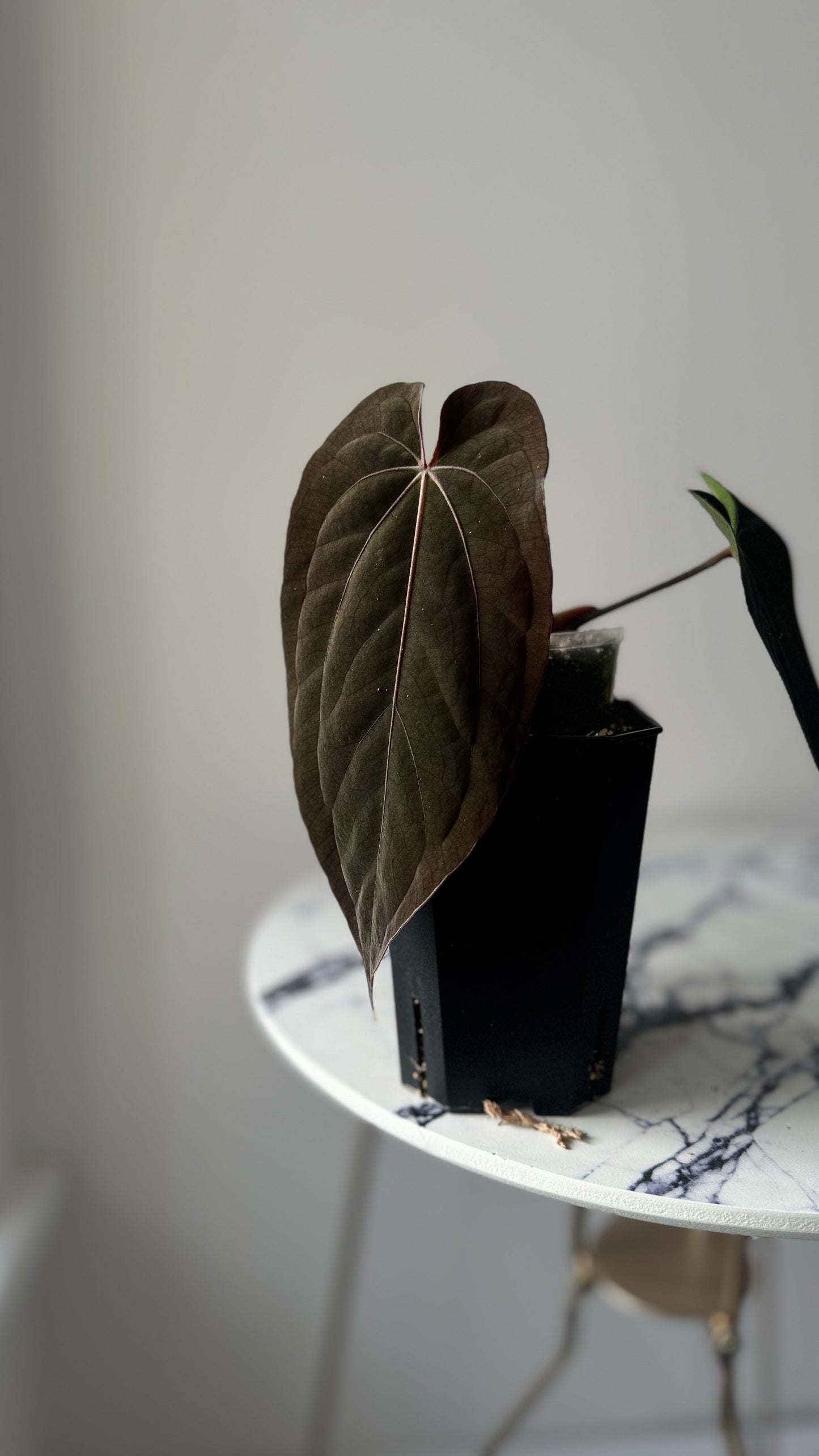 Anthurium DressCarla 'Amanda' x Anthurium BVEP
