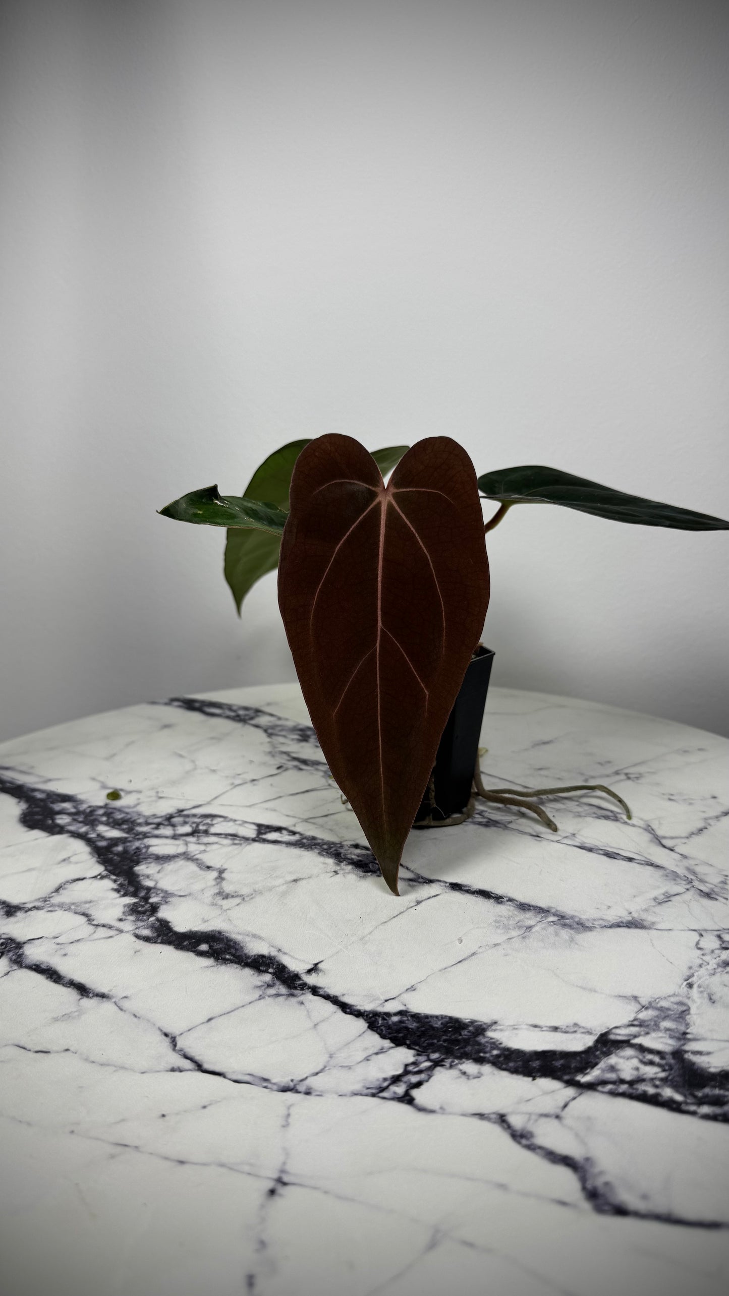 Anthurium Windy Dressleri x Carlablackie (Round x GPH001)