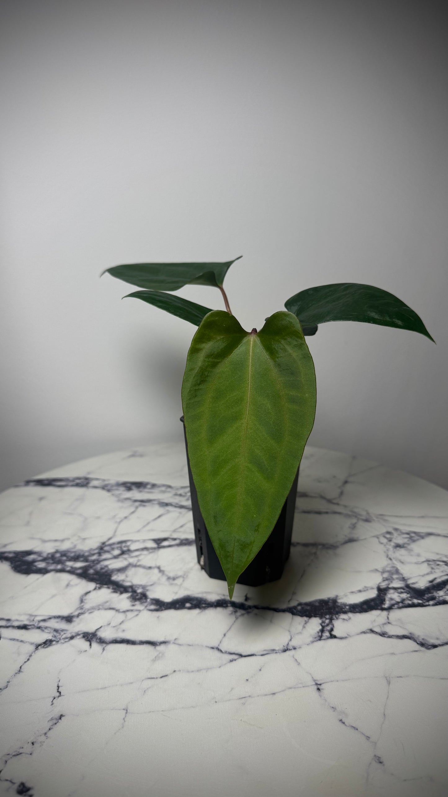 Anthurium Mr. World Wide x Anthurium SP Nova DF