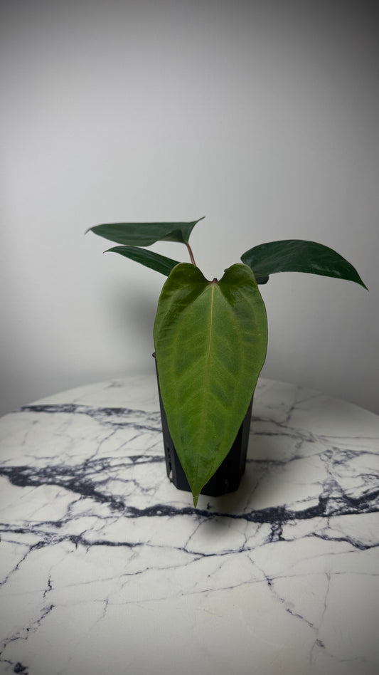 Anthurium Mr. World Wide x Anthurium SP Nova DF