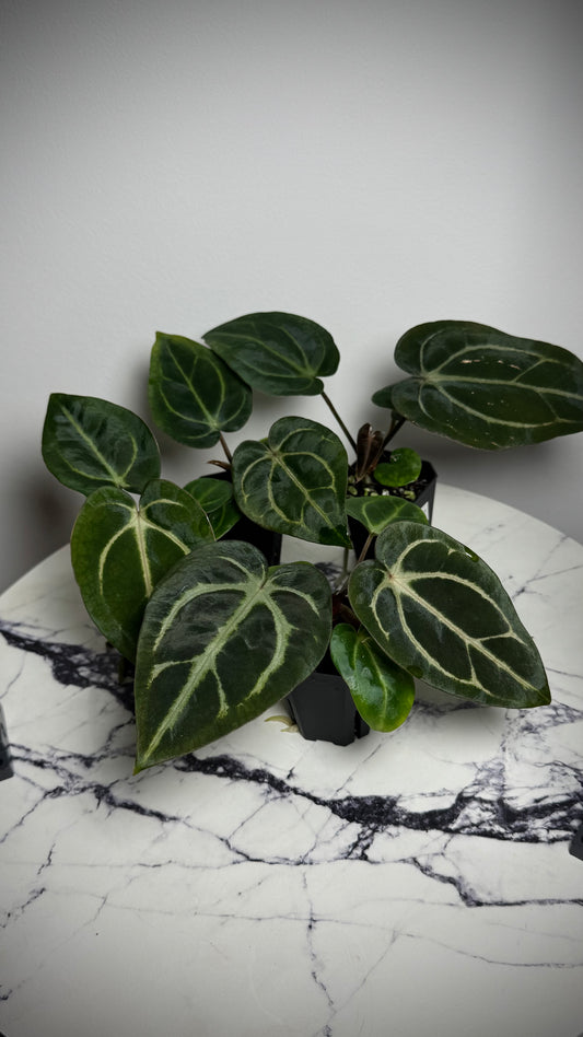 Anthurium Carlablackiae OG4 x Anthurium Carlablackiae  PM6