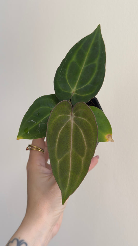 Anthurium Carlablackiae RA5x10 x (Dress RG F2 X Carla „Amanda")