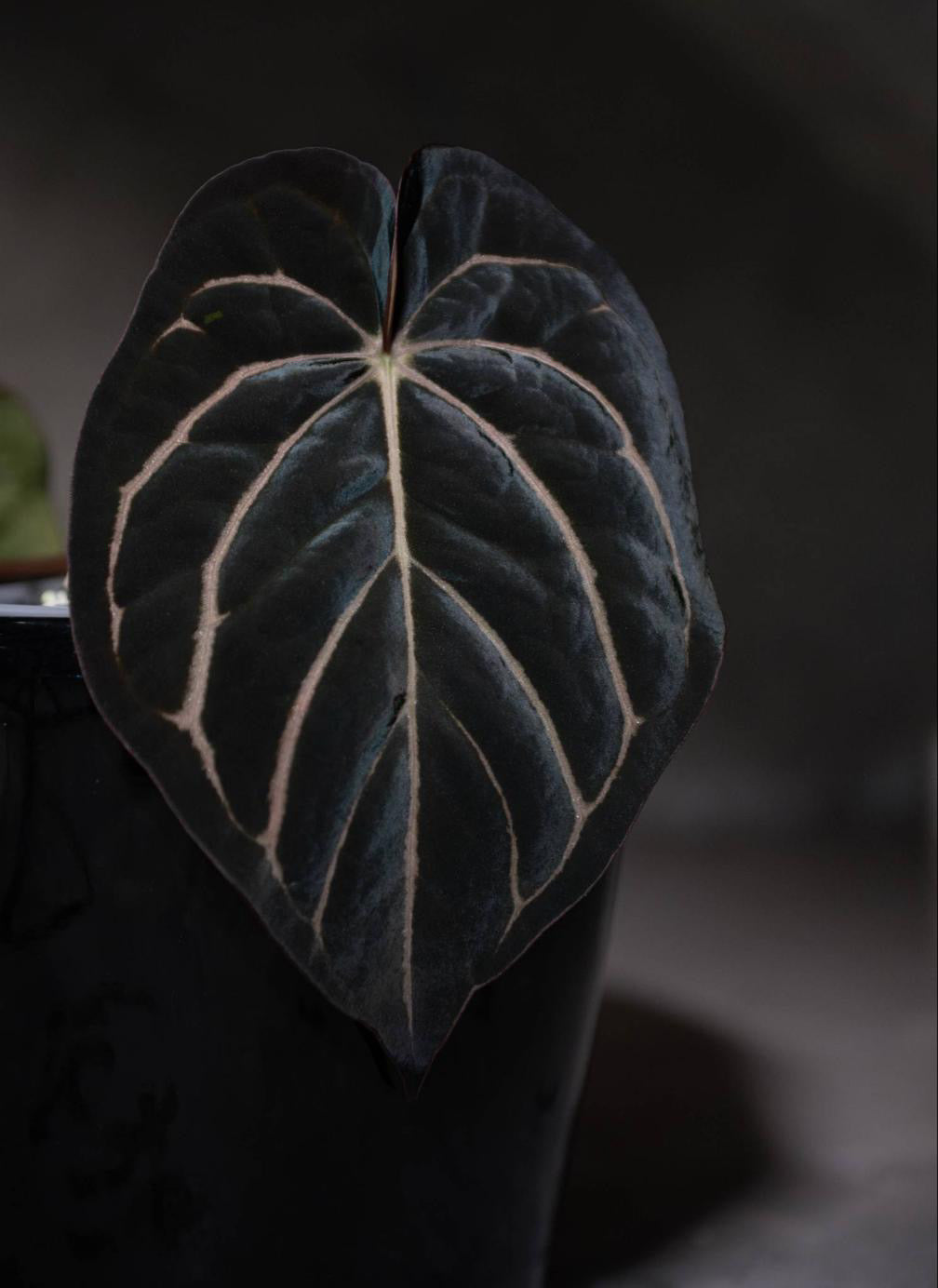 Anthurium BVEP (Round x BBL) x Anthurium Carlablackiae (OG5xRA8)