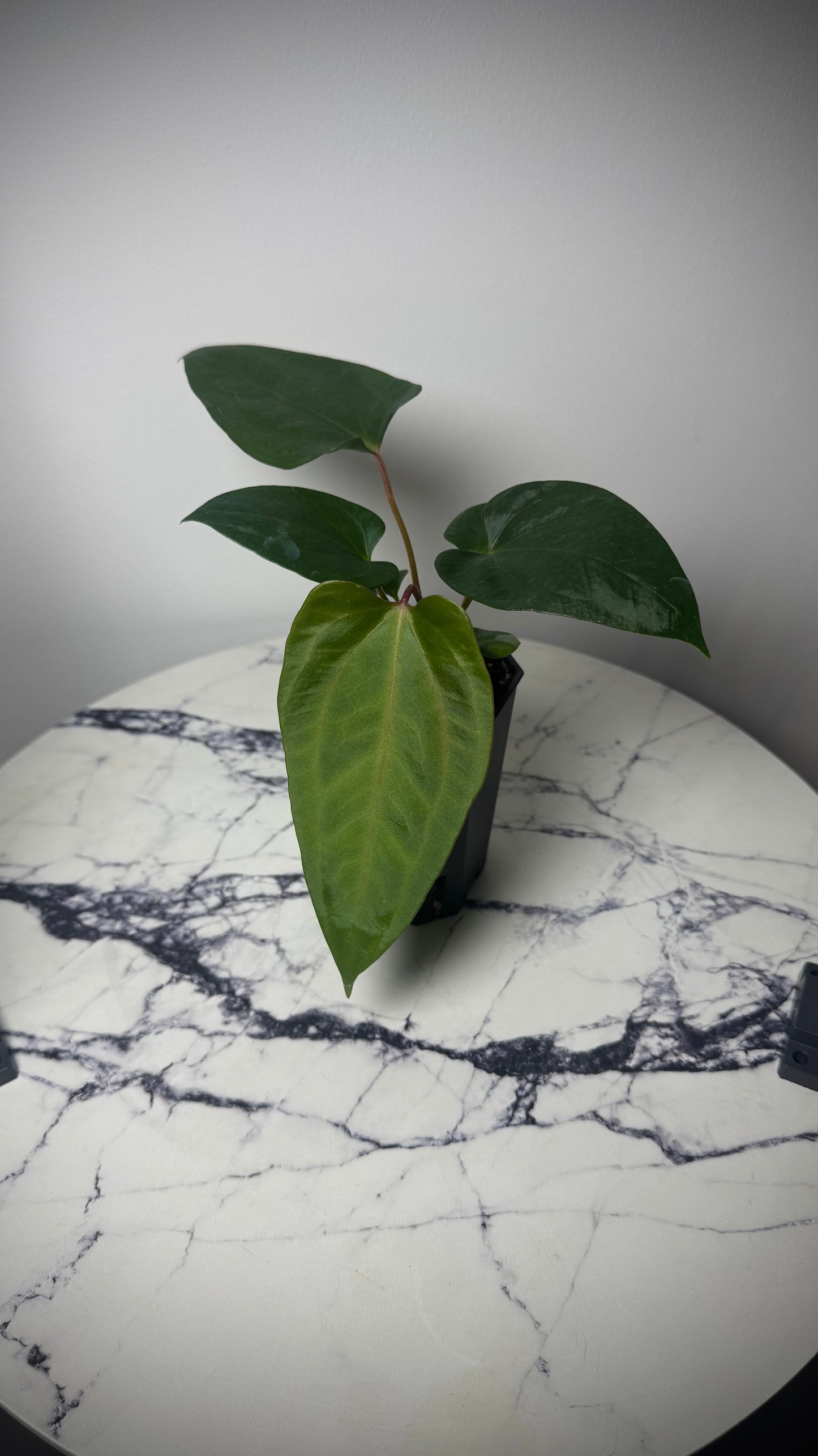 Anthurium Mr. World Wide x Anthurium SP Nova DF