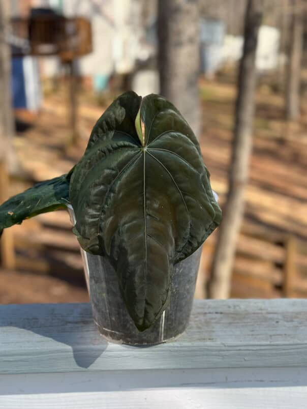 Anthurium Windy Dressleri x Carlablackie (Round x GPH001)