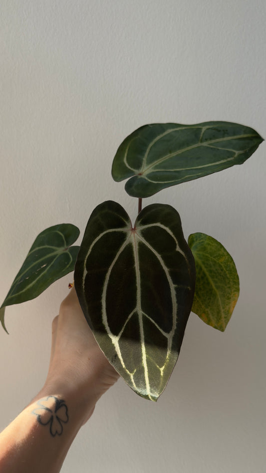 Anthurium Carlablackiae OG4 x Anthurium Carlablackiae  PM6