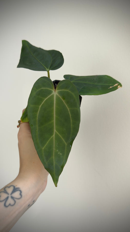 Anthurium BVEP (Round x BBL) x Anthurium Carlablackiae (OG5xRA8)