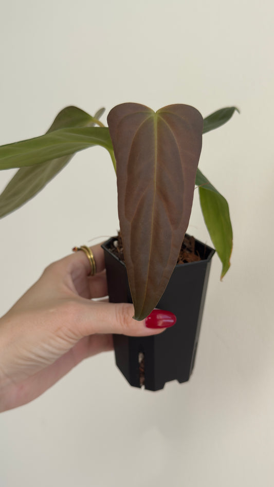 Anthurium Subsignatum Variegated x Papillilaminum (aka nov DF dupe)