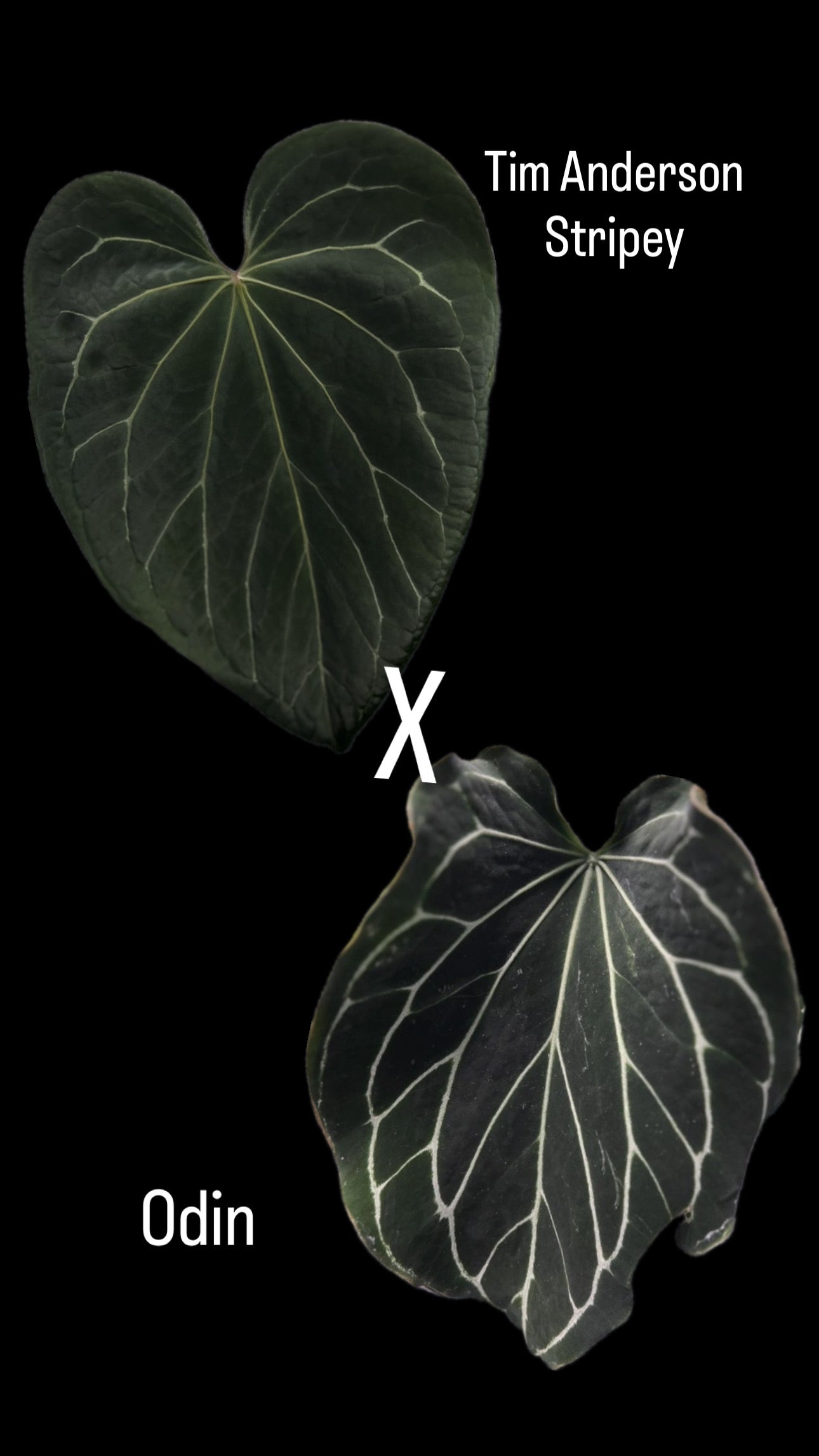 Anthurium Stripey x Odin