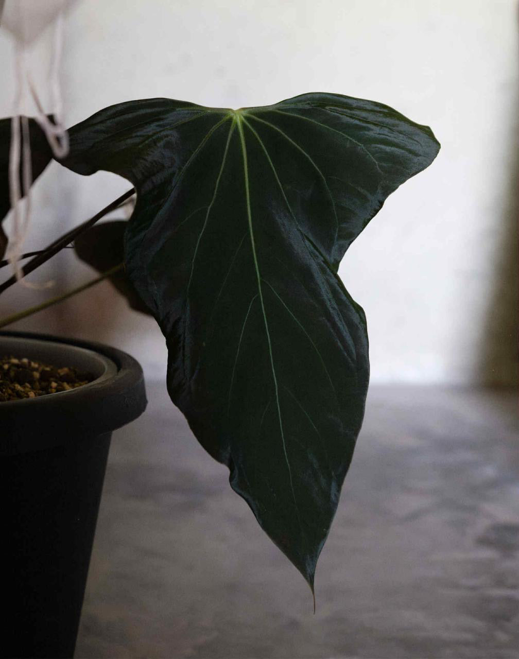 Anthurium Sp Nov DF x Papillilaminum 18