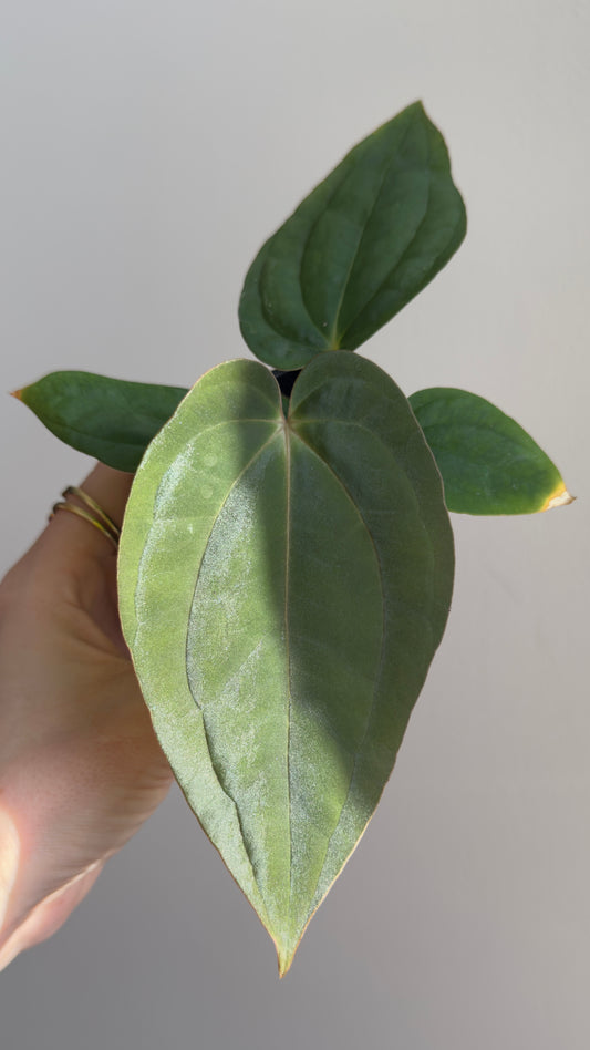 Anthurium (Dress RG F2 x Carla „Amanda") x , Supernova' (Dress „Oliver" x BVEP „Felix")