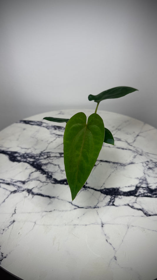 Anthurium Dressleri „Obsidian" x (Black Dressleri x Dressleri RG F2 dark) AAB032