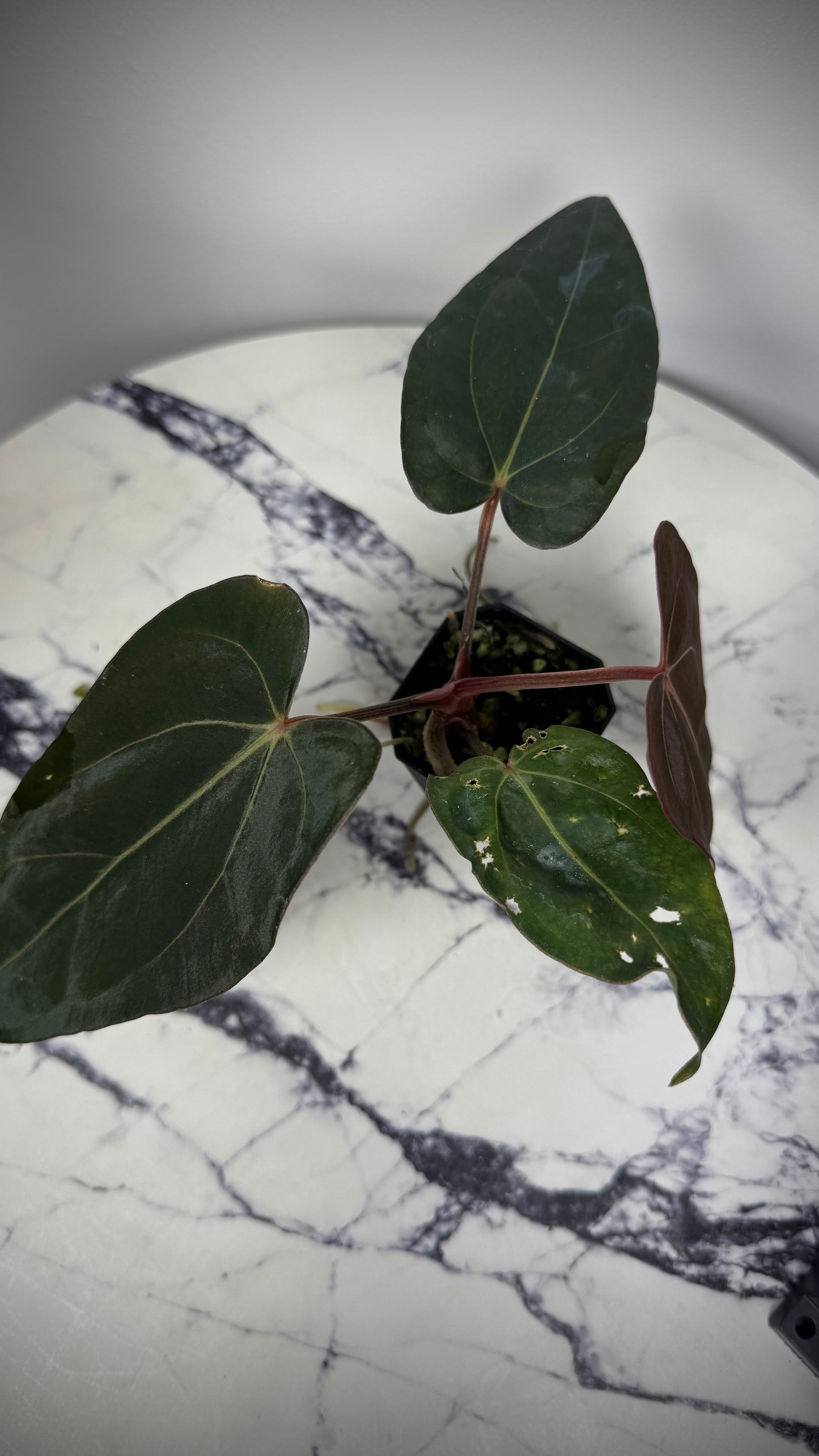 Anthurium Windy Dressleri x Carlablackie (Round x GPH001)