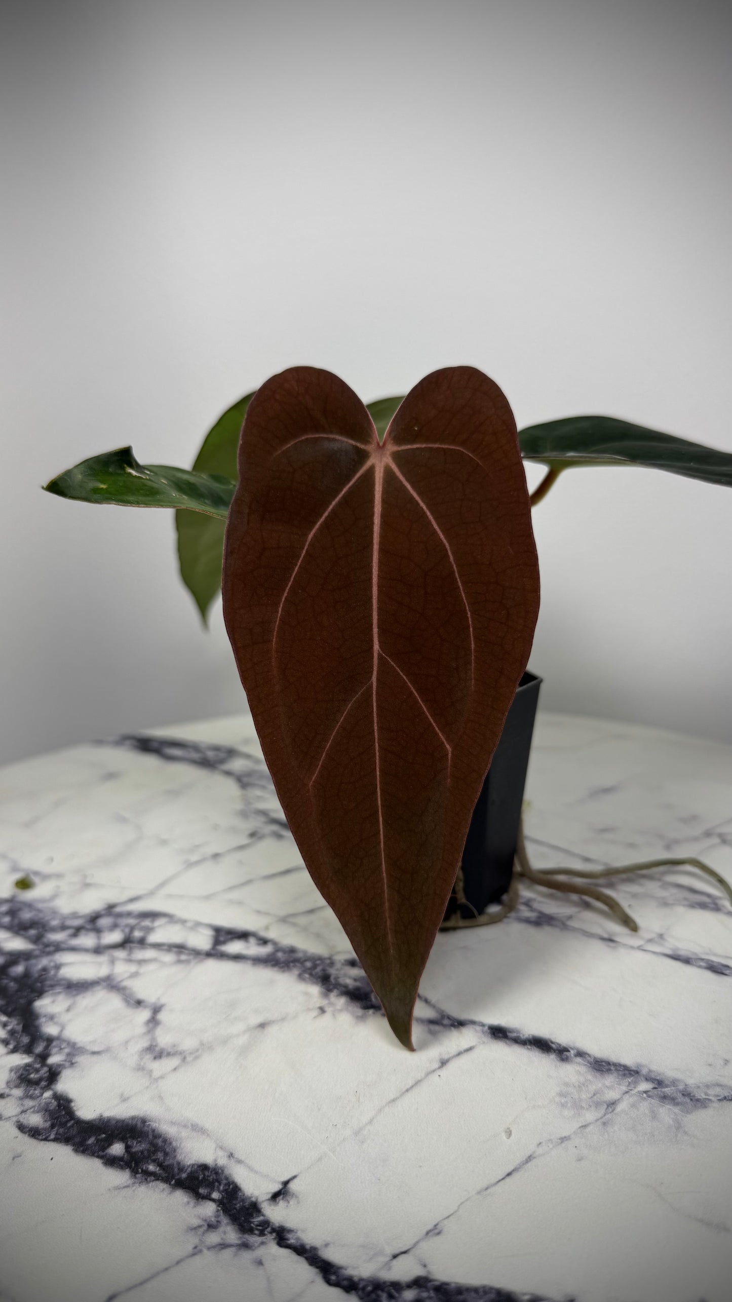 Anthurium Windy Dressleri x Carlablackie (Round x GPH001)