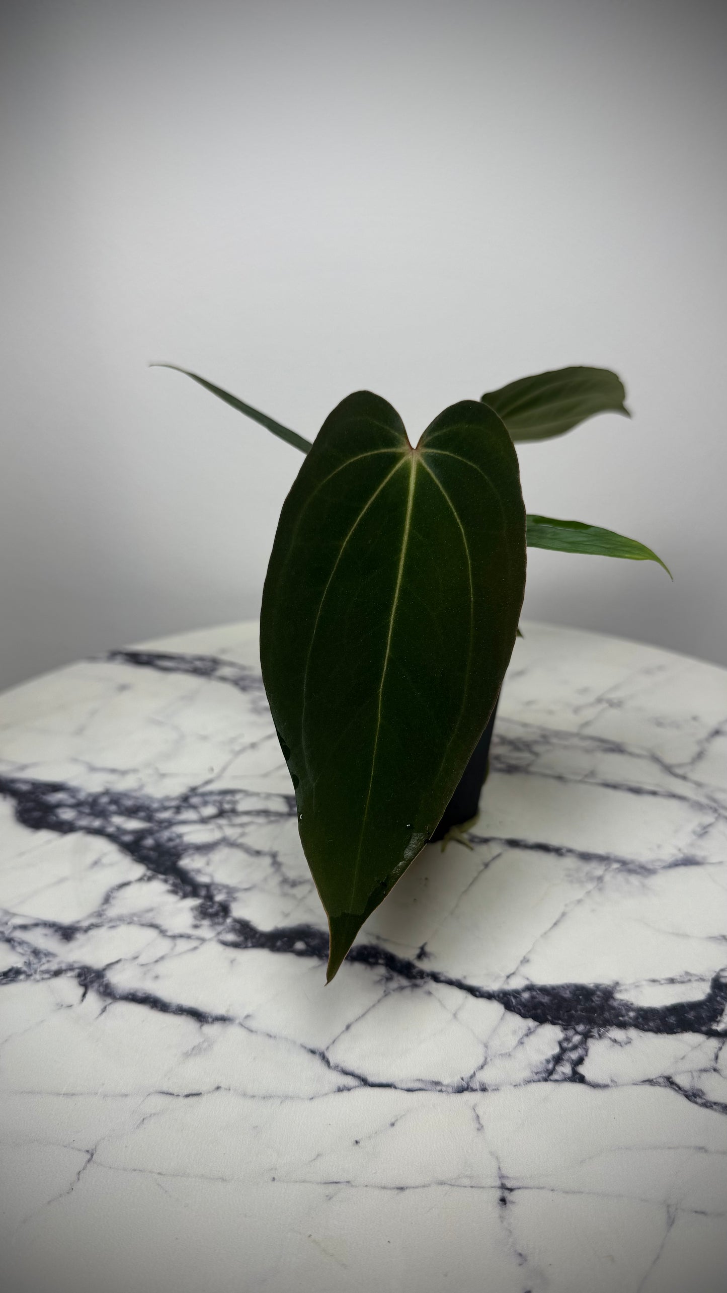 (Anthurium Carlablackiae X Anthurium Papillilaminum) F2 'Noire' X Scott Cohen Anthurium Antolakii BVEP