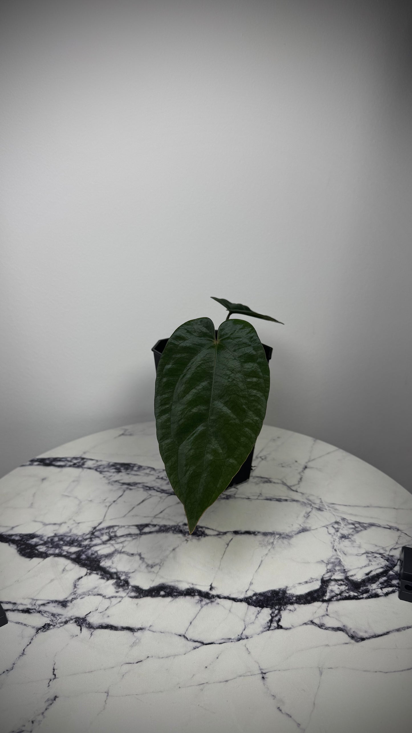 Anthurium DressCarla 'Amanda' x Anthurium BVEP