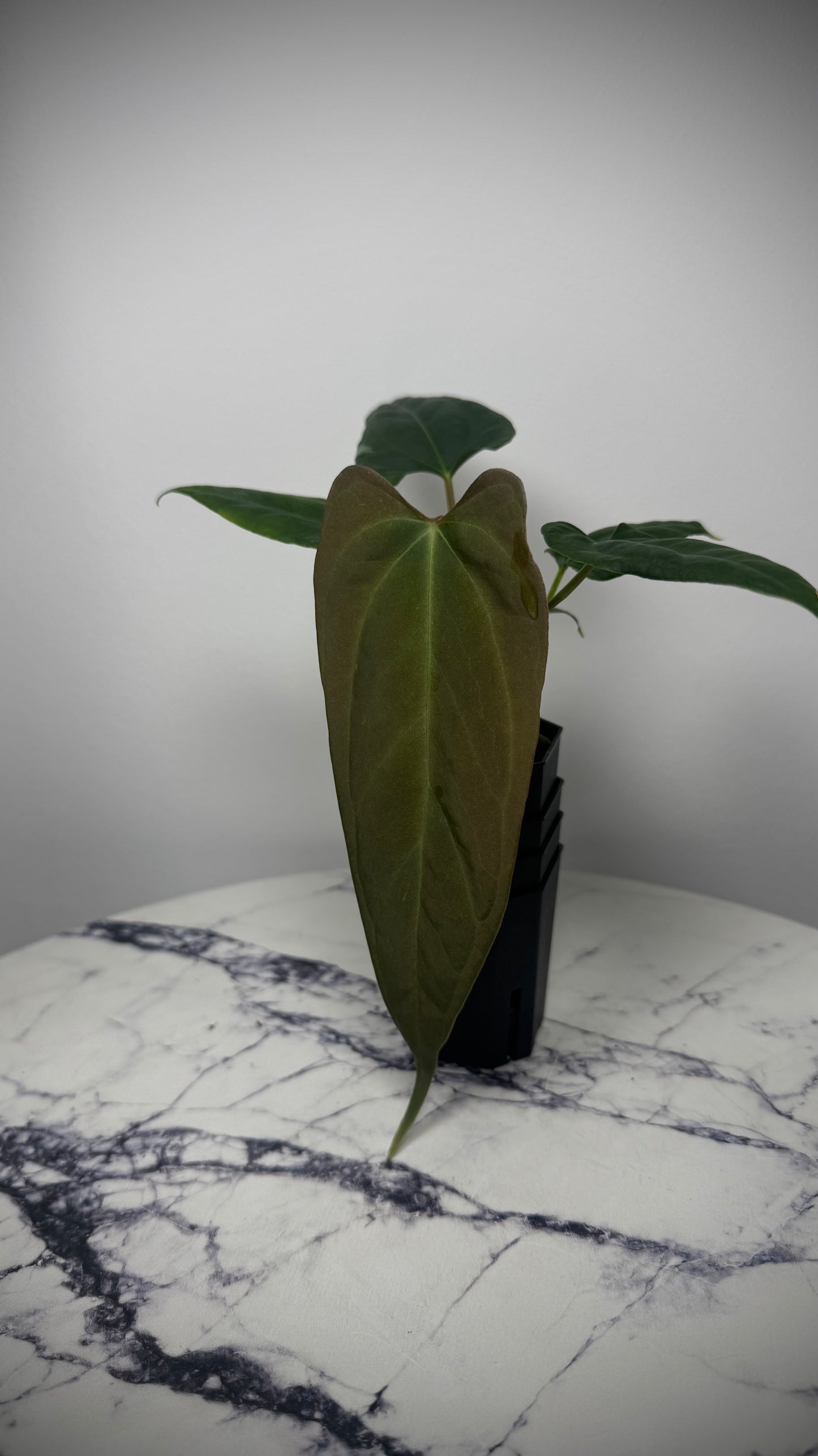 Anthurium NSE Portilae S1