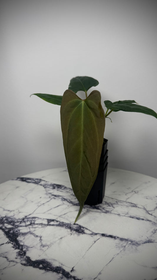 Anthurium NSE Portilae S1