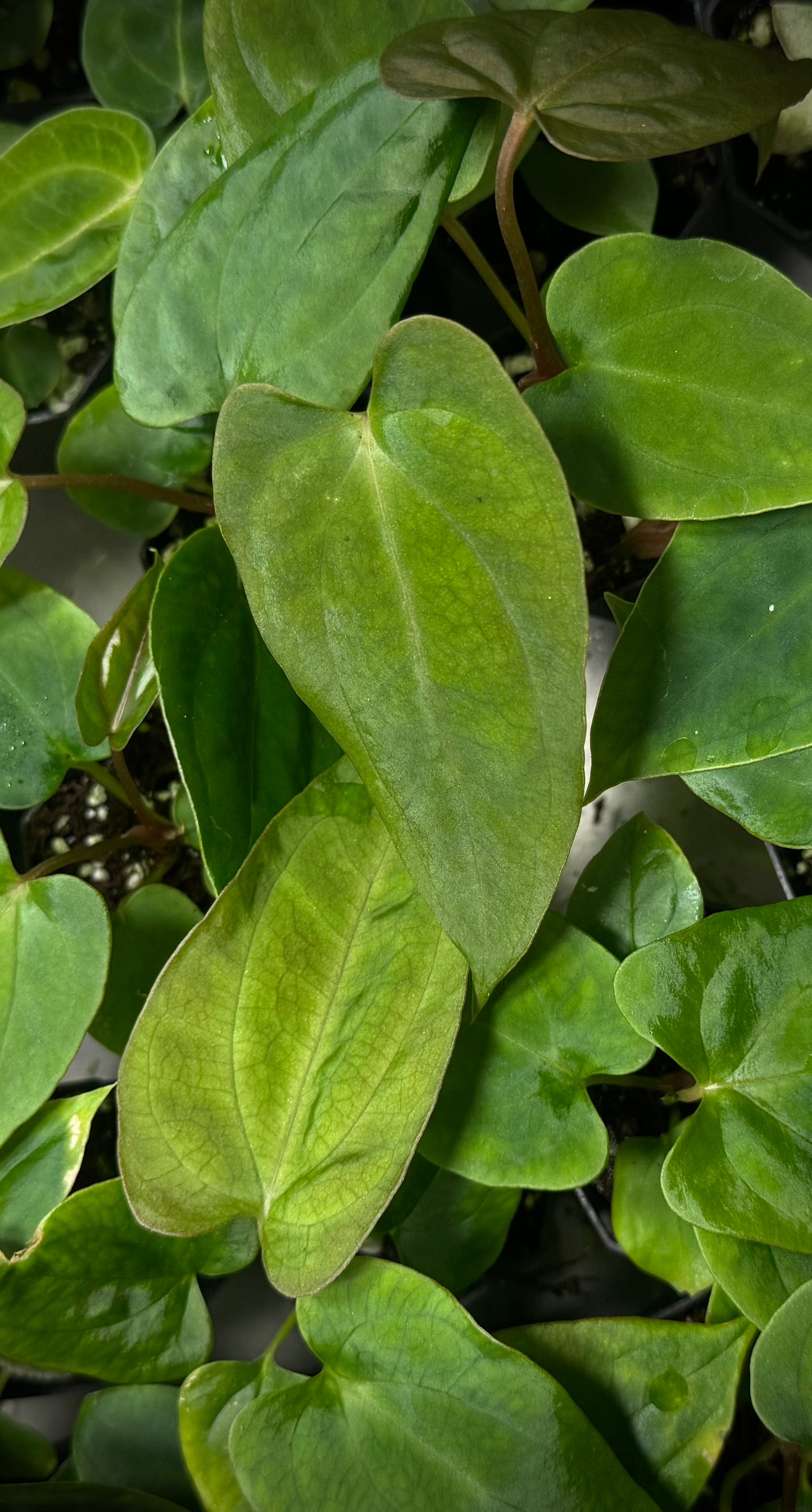 Anthurium  FSRL (Jay Vannini)  x Anthurium Tezula Pandemonium BB1