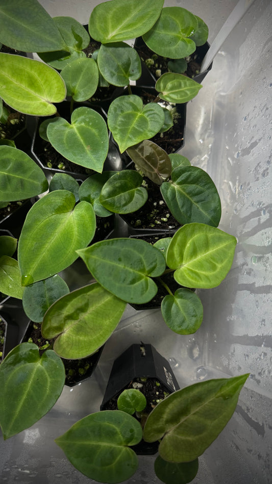 Anthurium Carlablackiae RA5x10 x (Dress RG F2 X Carla „Amanda")