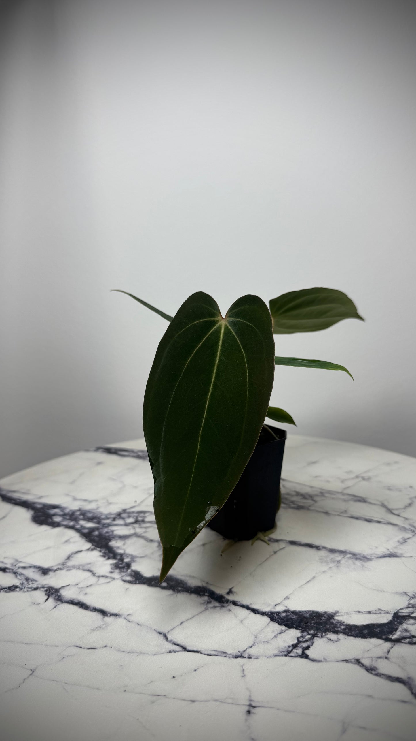 (Anthurium Carlablackiae X Anthurium Papillilaminum) F2 'Noire' X Scott Cohen Anthurium Antolakii BVEP