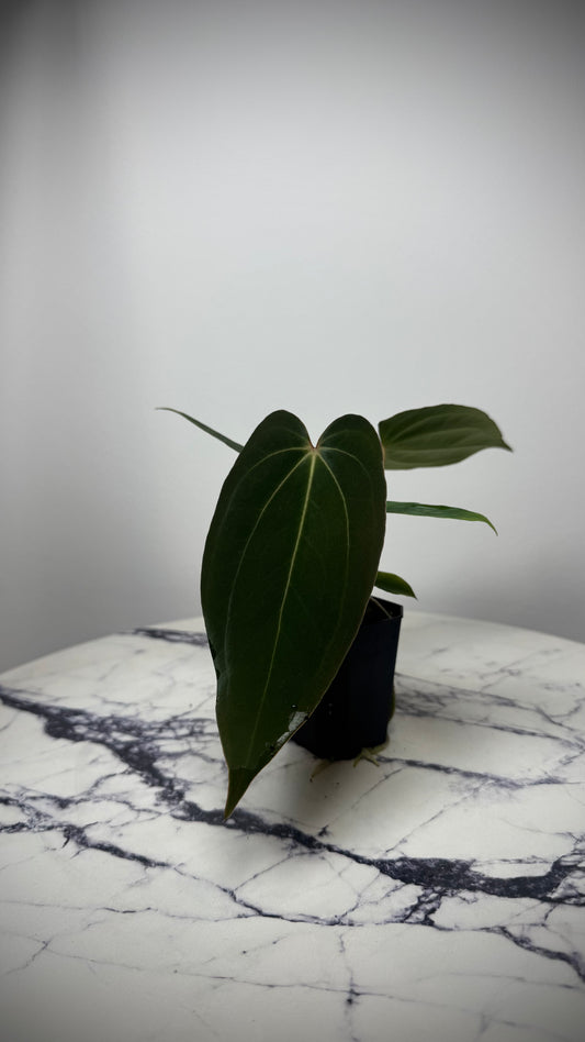 (Anthurium Carlablackiae X Anthurium Papillilaminum) F2 'Noire' X Scott Cohen Anthurium Antolakii BVEP