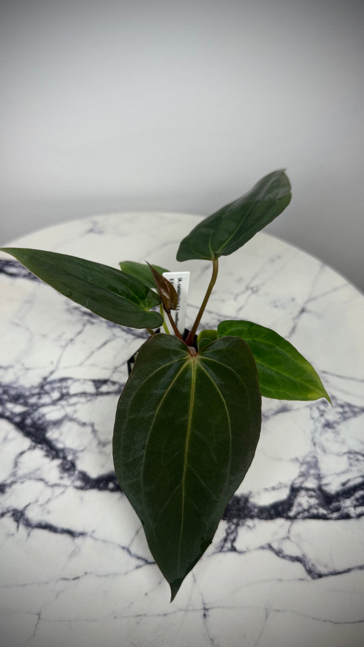 (Anthurium Carlablackiae X Anthurium Papillilaminum) F2 'Noire' X Scott Cohen Anthurium Antolakii BVEP