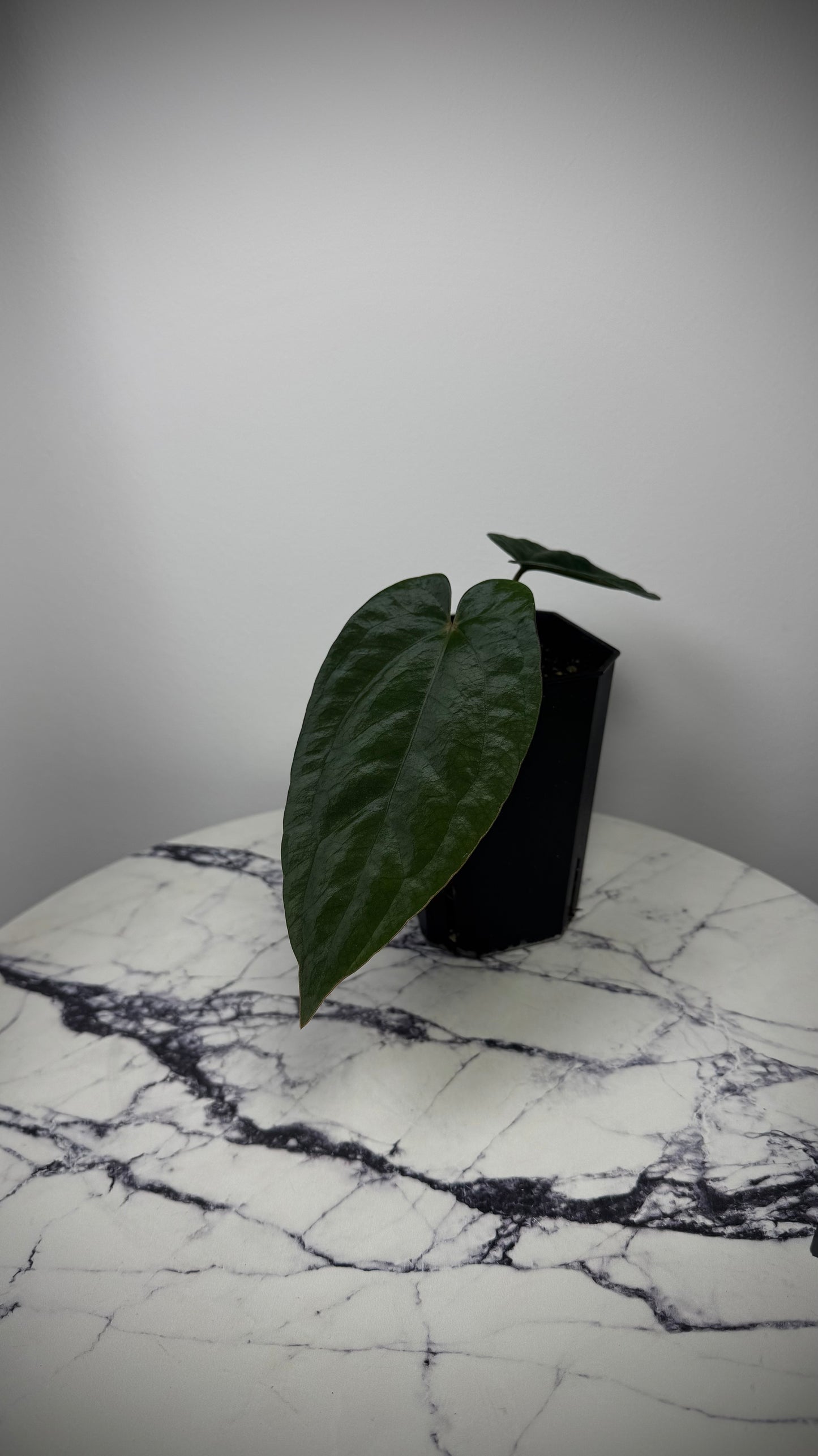 Anthurium DressCarla 'Amanda' x Anthurium BVEP