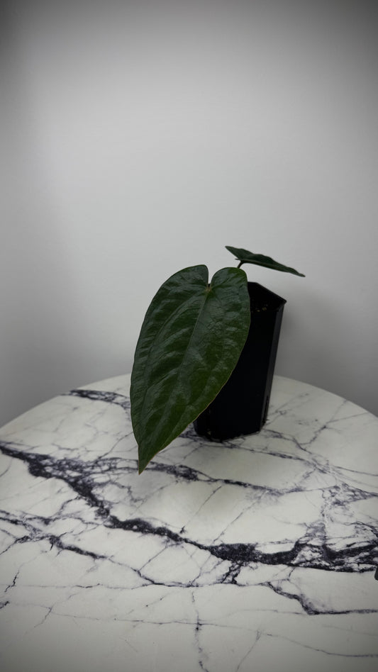 Anthurium DressCarla 'Amanda' x Anthurium BVEP