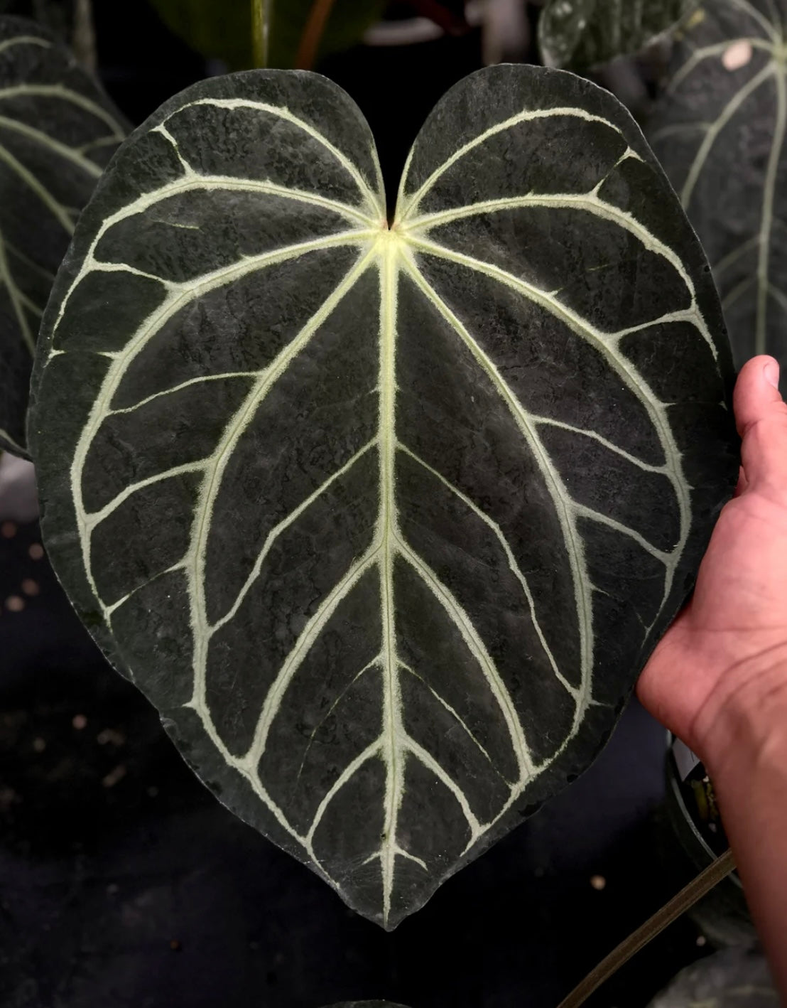 Anthurium Carlablackiae "PM3" x (BVEP "Swamp Raisin" x Debile)