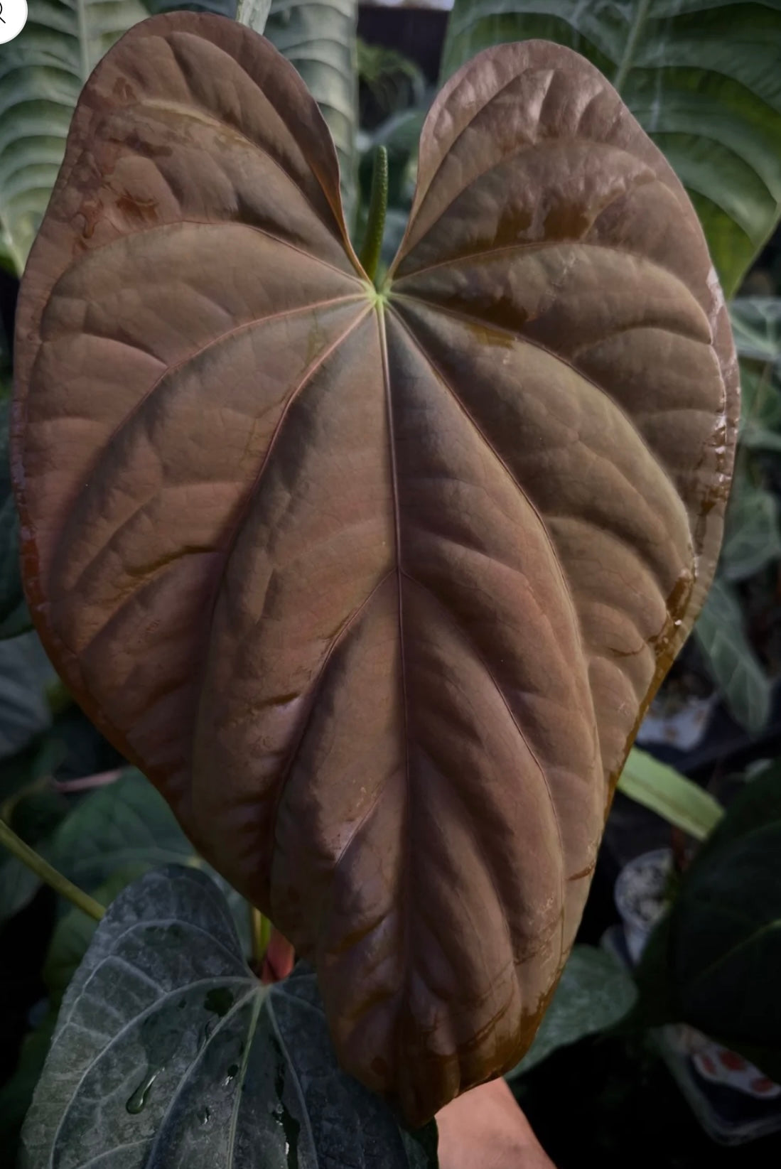 Anthurium Carlablackiae "PM3" x (BVEP "Swamp Raisin" x Debile)