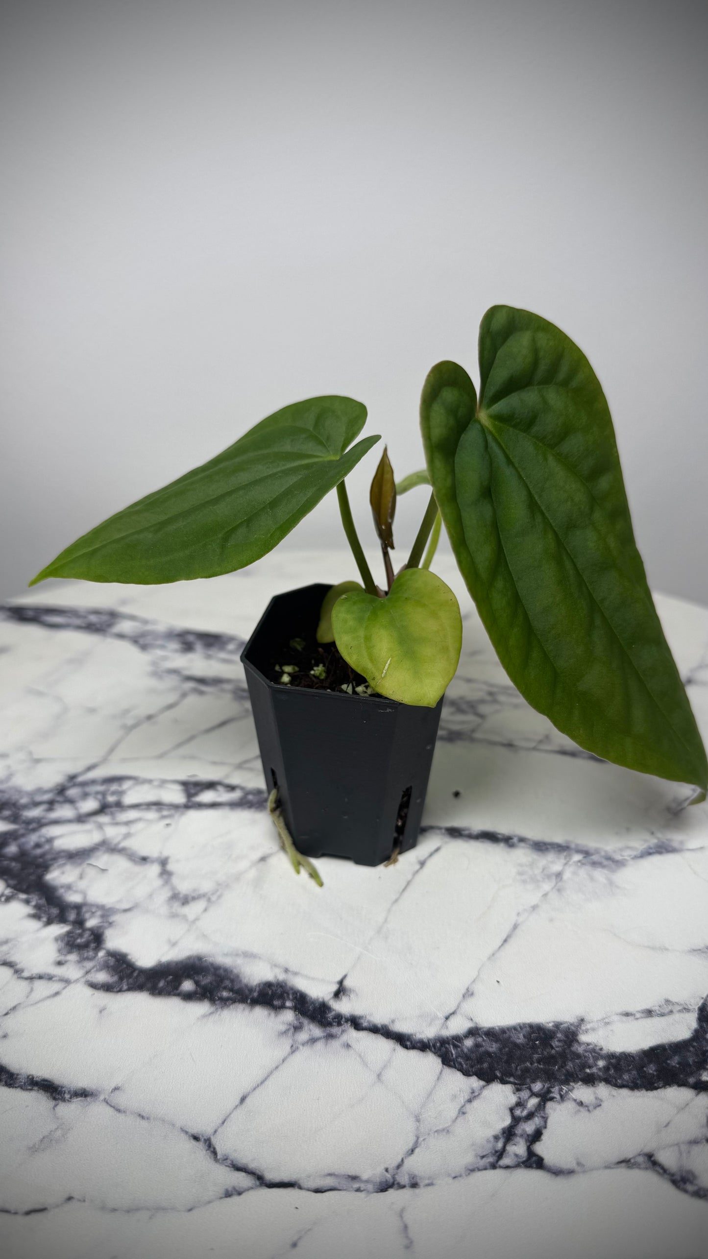 Anthurium Antolakii (BVEP) RA2 x Anthurium Antolakii (Round x BBL)