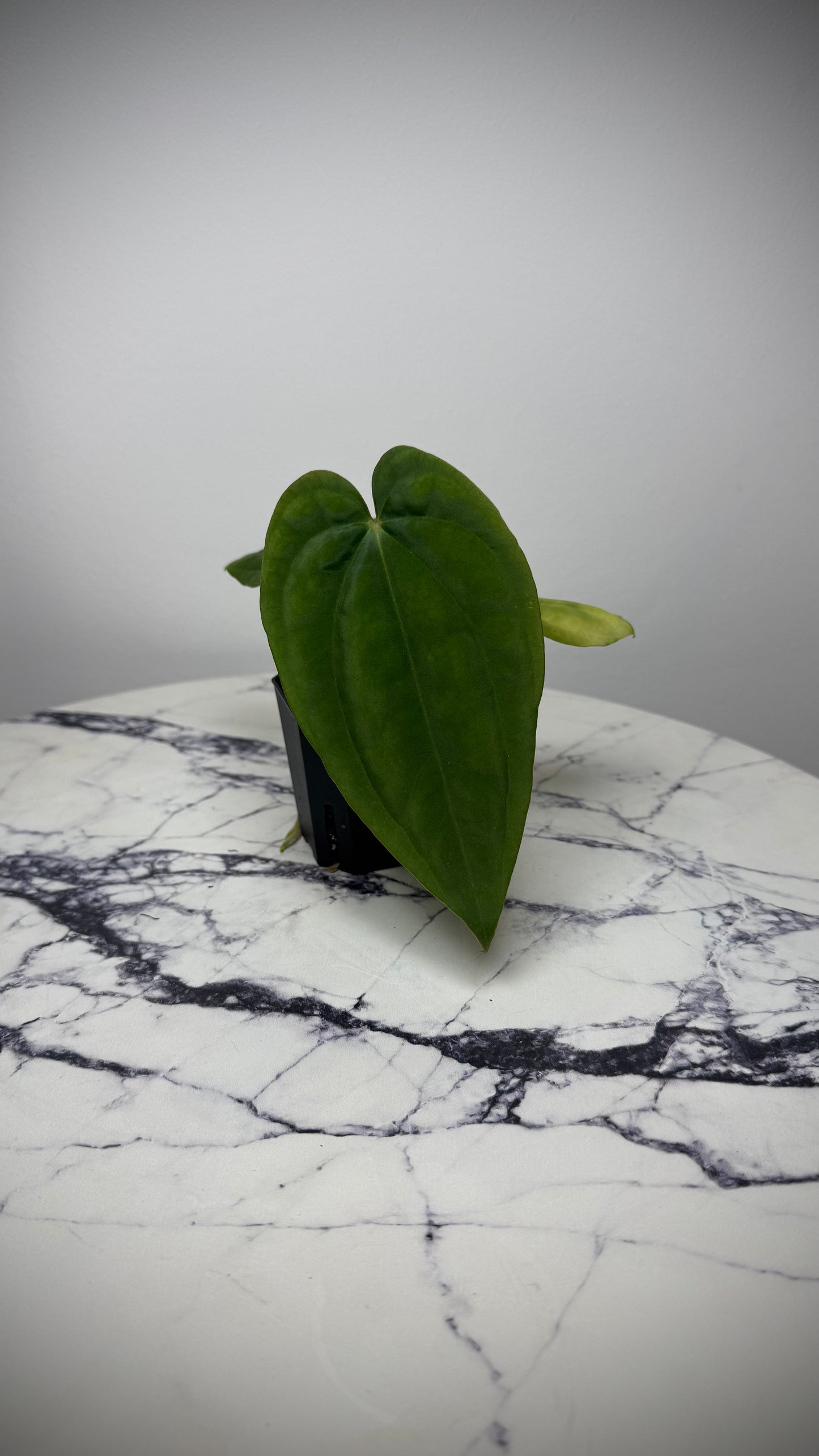 Anthurium Antolakii (BVEP) RA2 x Anthurium Antolakii (Round x BBL)