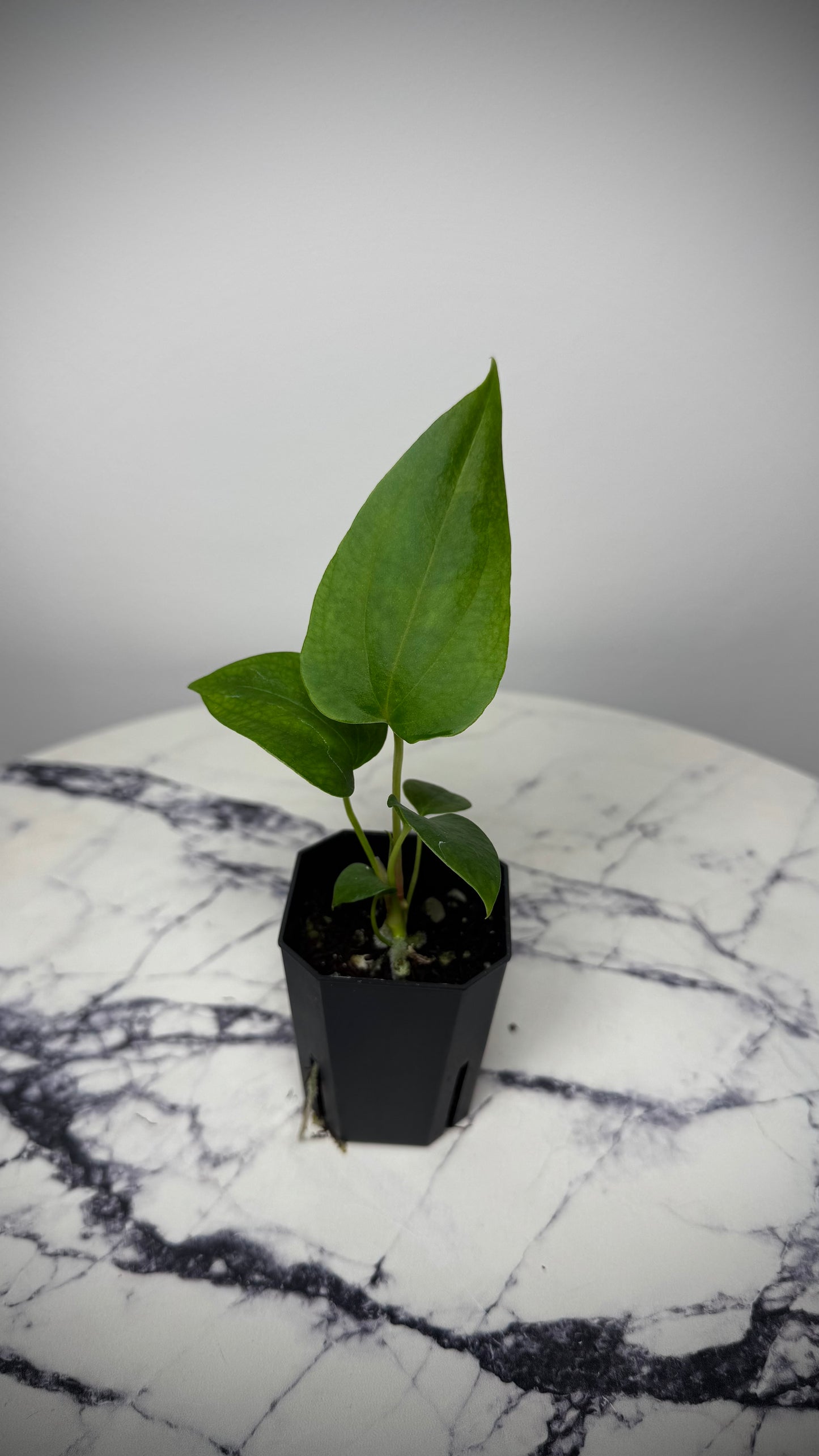 Anthurium Sp Nov DF x Papillilaminum 18