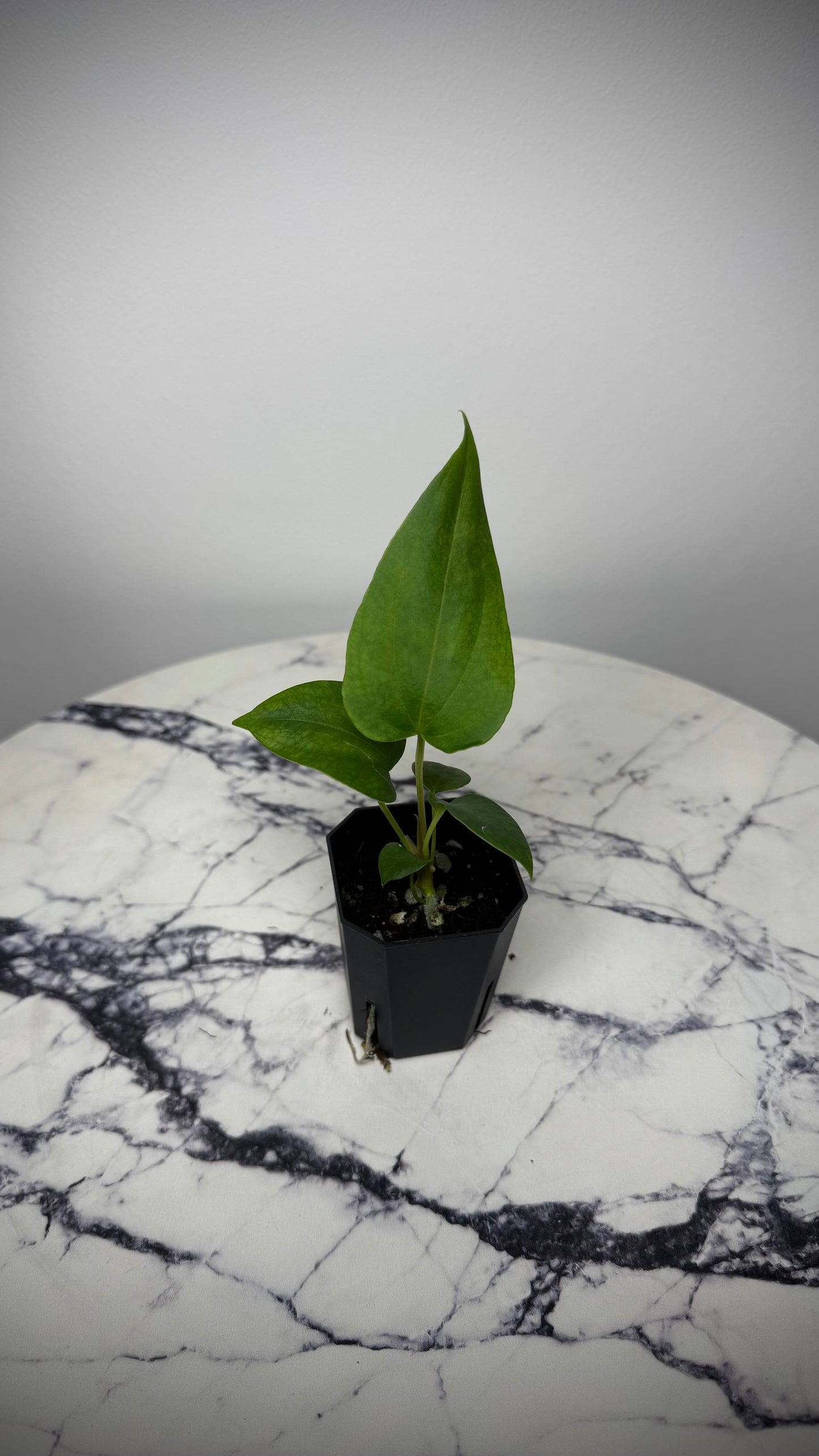 Anthurium Sp Nov DF x Papillilaminum 18