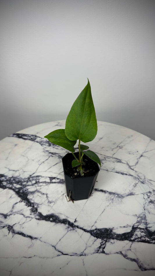 Anthurium Sp Nov DF x Papillilaminum 18