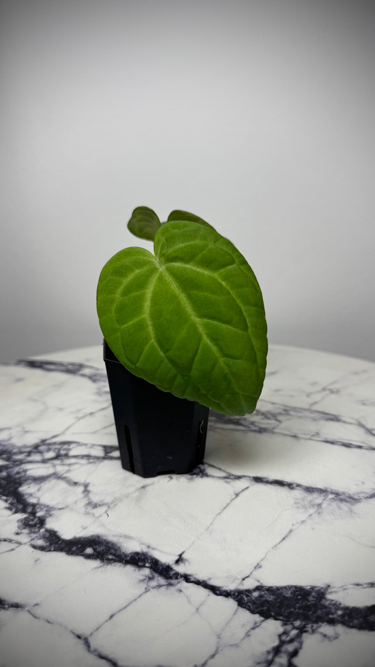 Anthurium (BVEP x NSE red crystal) x ((Carla x Pap) x Splendidum)