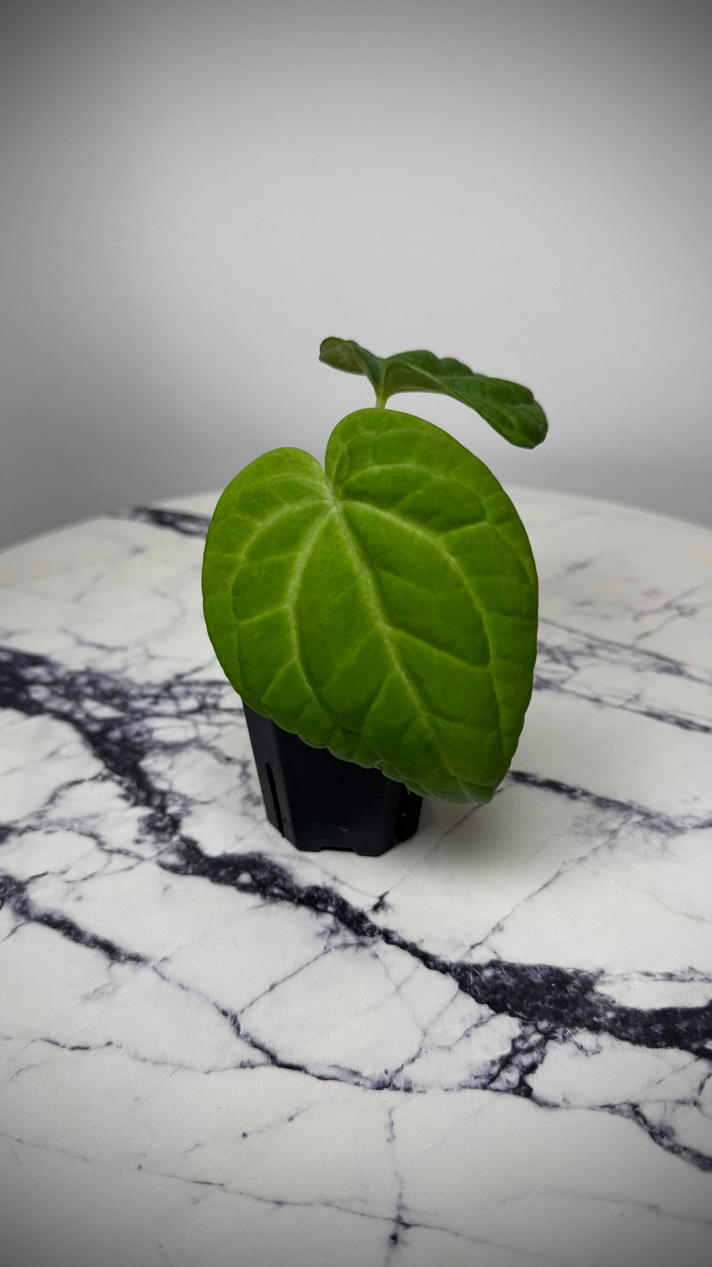 Anthurium (BVEP x NSE red crystal) x ((Carla x Pap) x Splendidum)