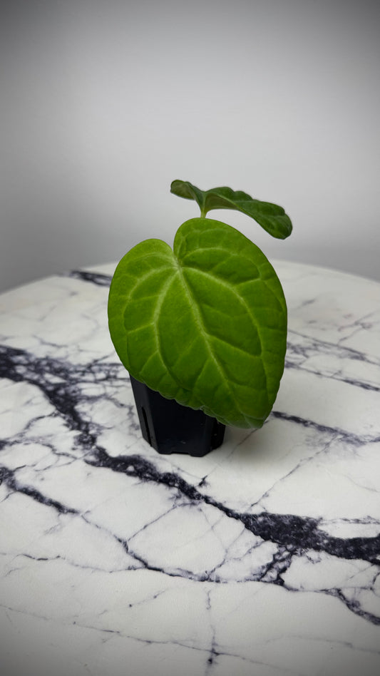 Anthurium (BVEP x NSE red crystal) x ((Carla x Pap) x Splendidum)