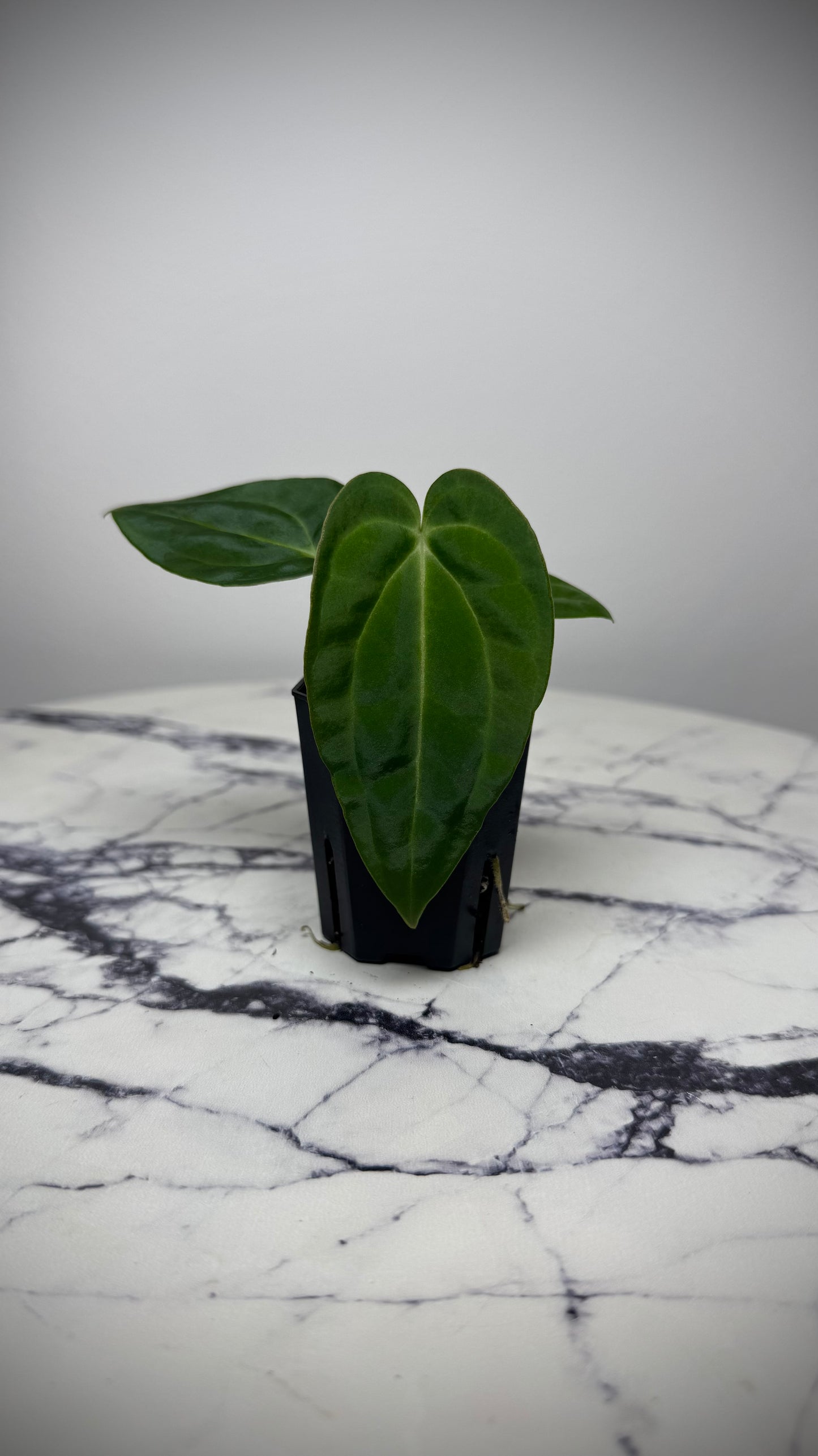 Anthurium BVEP (Round x BBL) x Anthurium Carlablackiae (OG5xRA8)