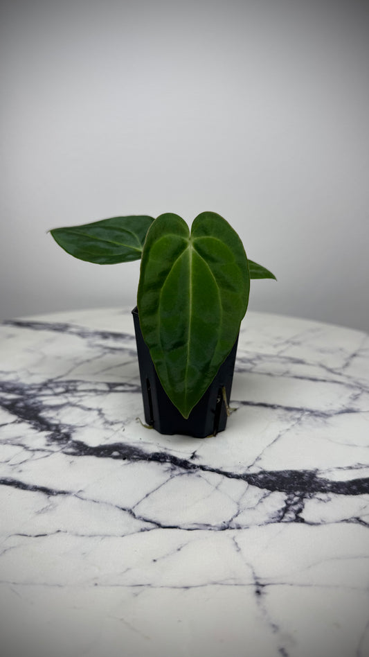 Anthurium BVEP (Round x BBL) x Anthurium Carlablackiae (OG5xRA8)