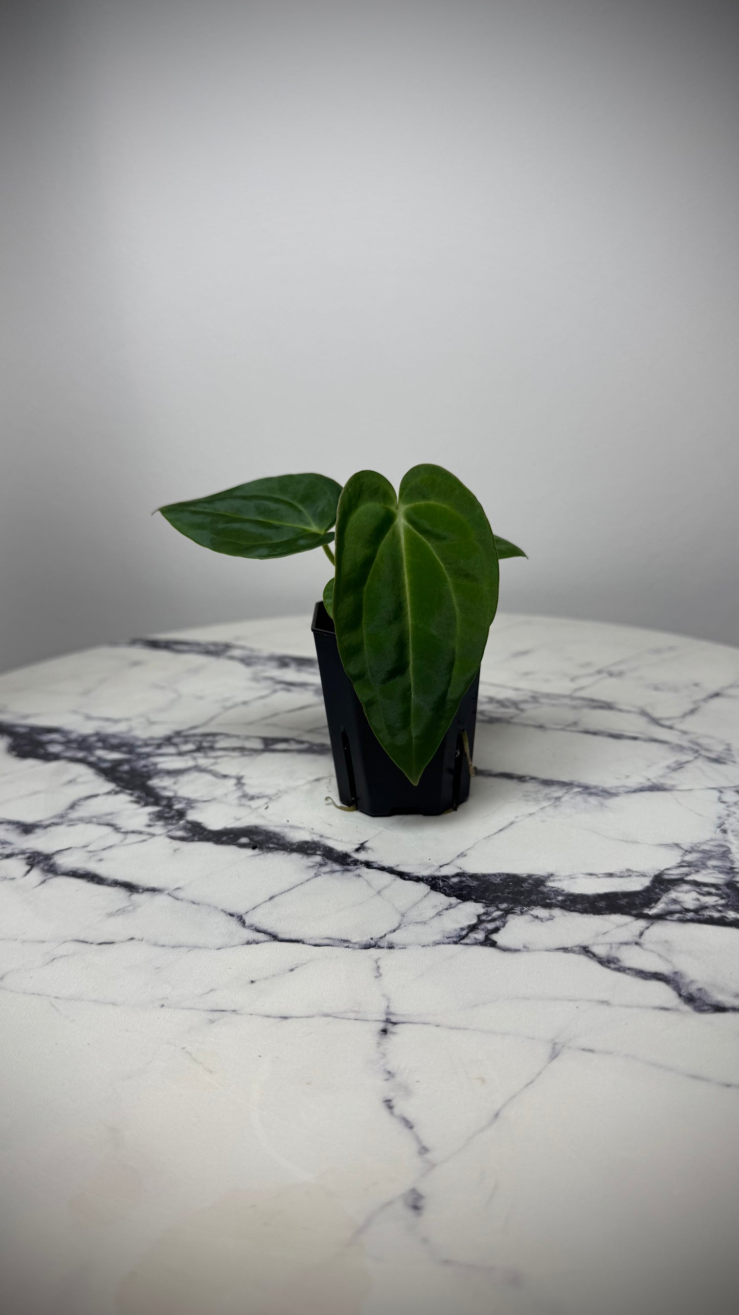 Anthurium BVEP (Round x BBL) x Anthurium Carlablackiae (OG5xRA8)