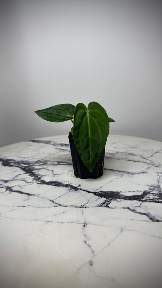 Anthurium BVEP (Round x BBL) x Anthurium Carlablackiae (OG5xRA8)