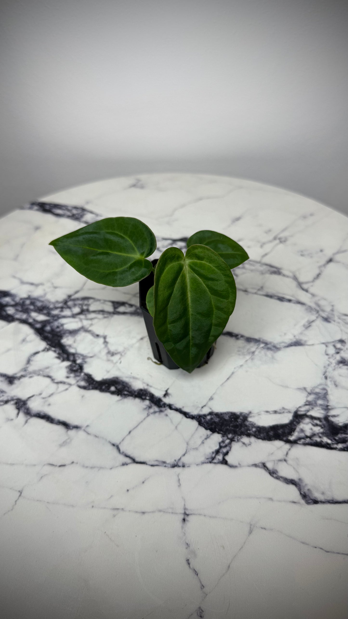 Anthurium BVEP (Round x BBL) x Anthurium Carlablackiae (OG5xRA8)