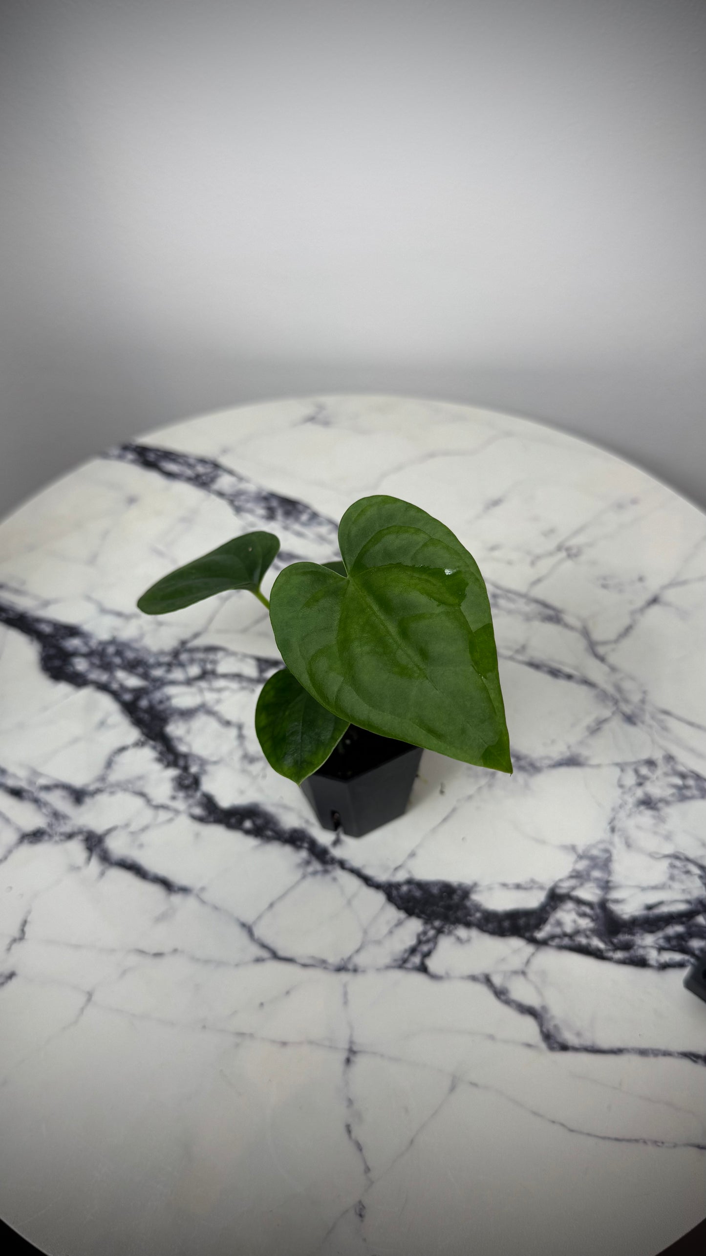 Anthurium (Papillilaminum x ,LongxLongBullet' x Splendidum) x open pollination