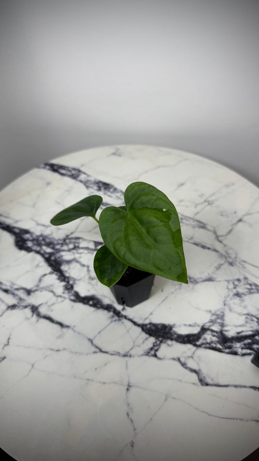 Anthurium (Papillilaminum x ,LongxLongBullet' x Splendidum) x open pollination