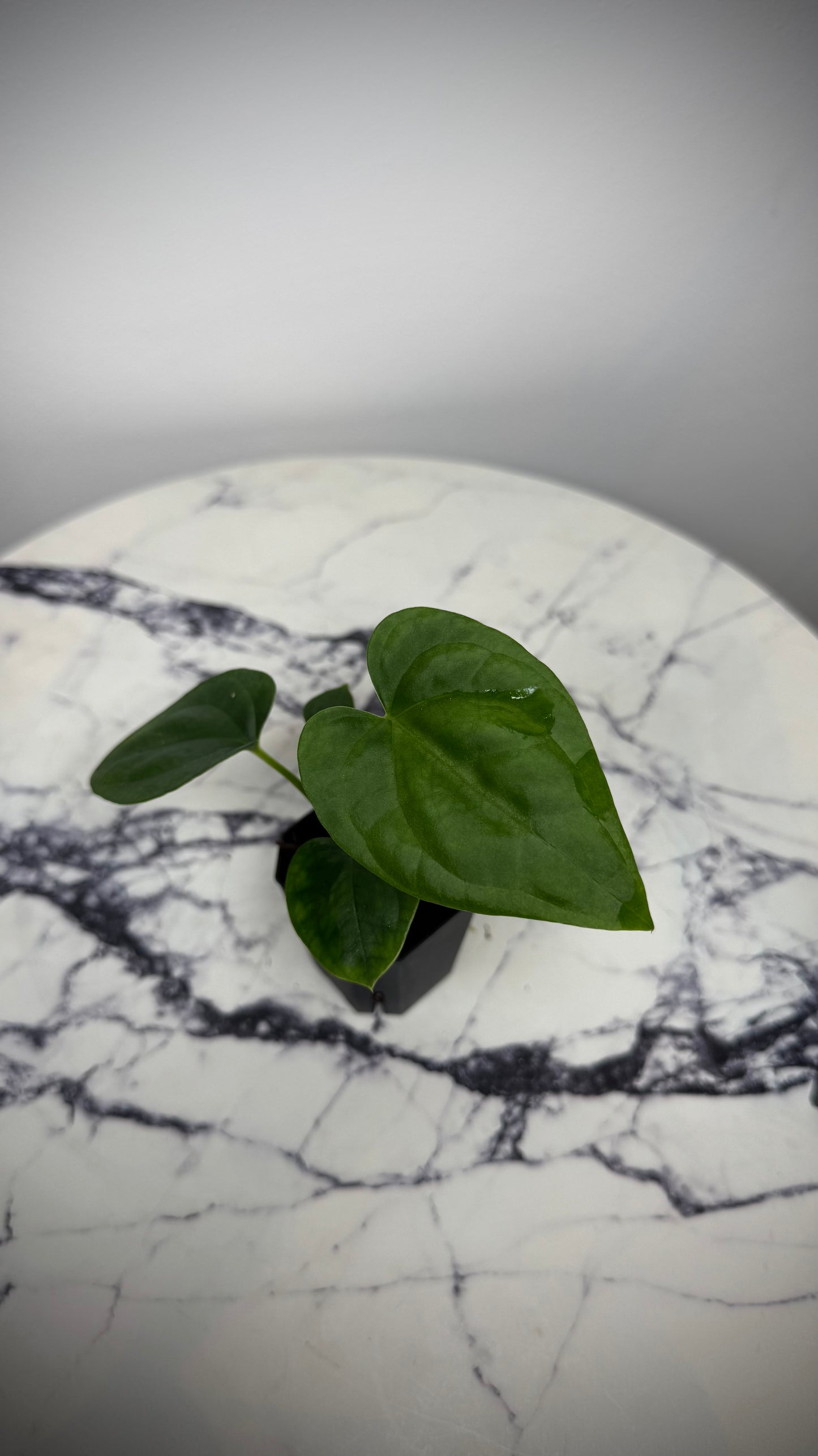 Anthurium (Papillilaminum x ,LongxLongBullet' x Splendidum) x open pollination